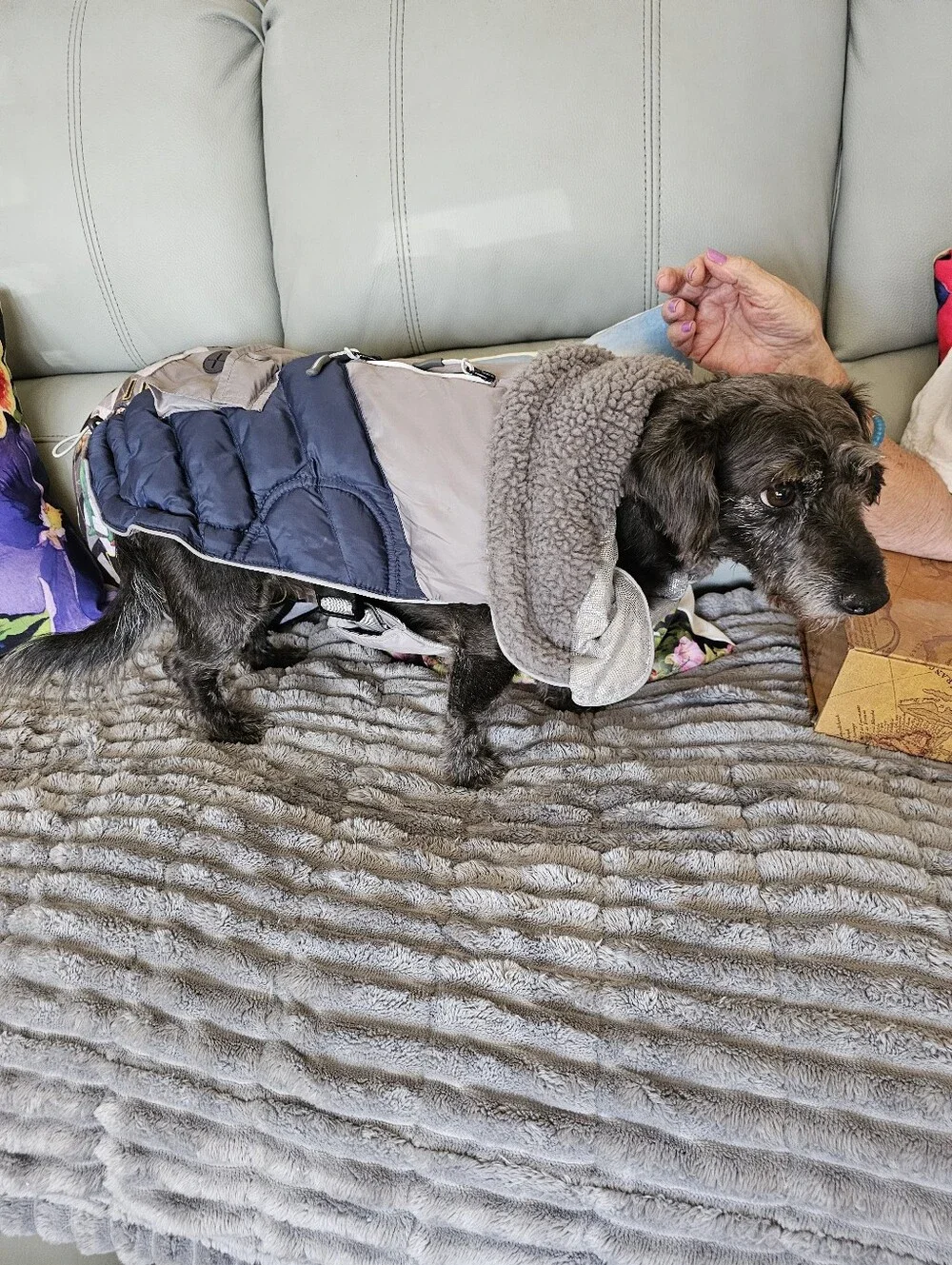 Arcadia Trail Gray Navy Adjustable Insulated Dog Coat - Medium Euc